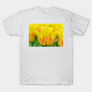 Tulipa  &#39;Ice Lolly&#39;  Tulip T-Shirt